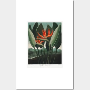 Bird of Paradise Antique Botanical Illustration Posters and Art